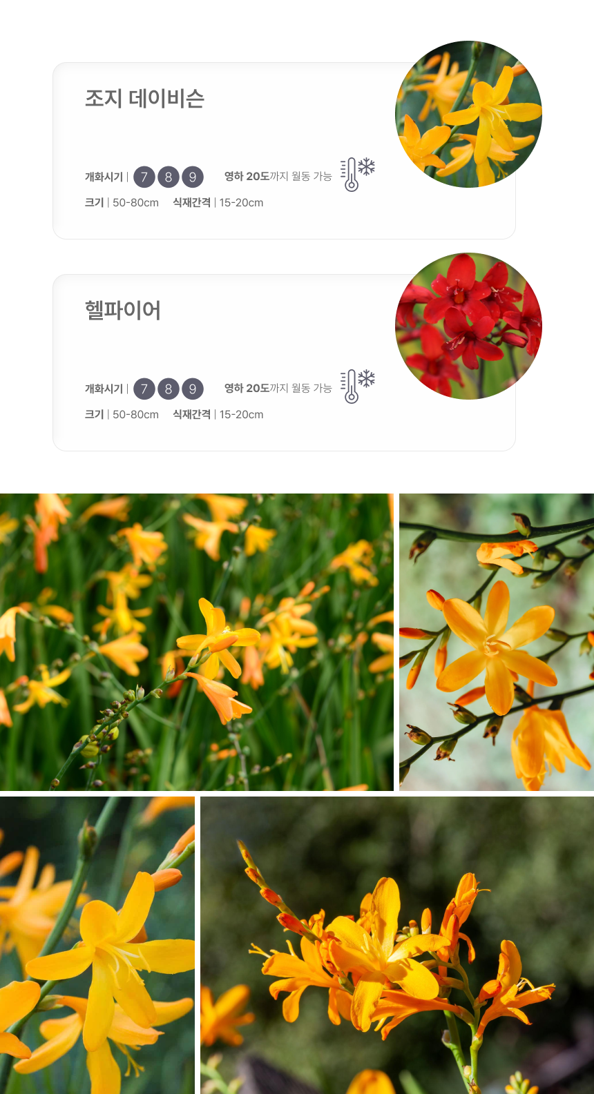 크로커스미아(애기범부채) 조지 데이비슨 헬파이어 (P9 소품)