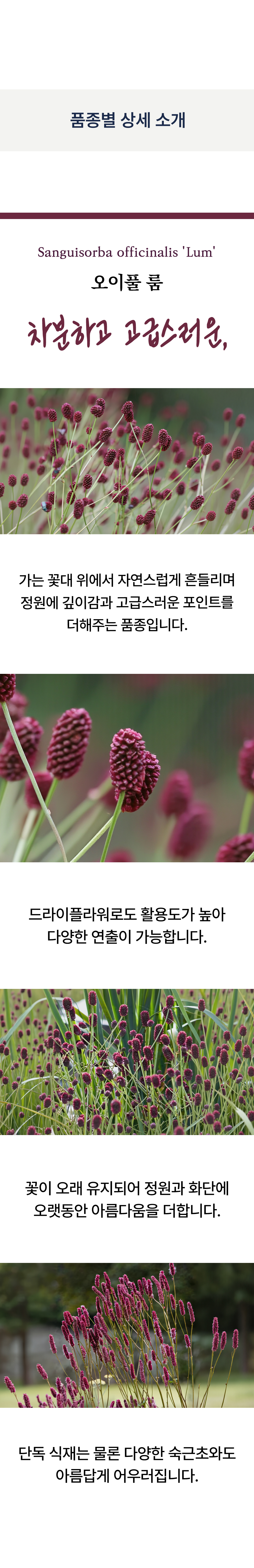 유럽오이풀(상귀소르바) 2종