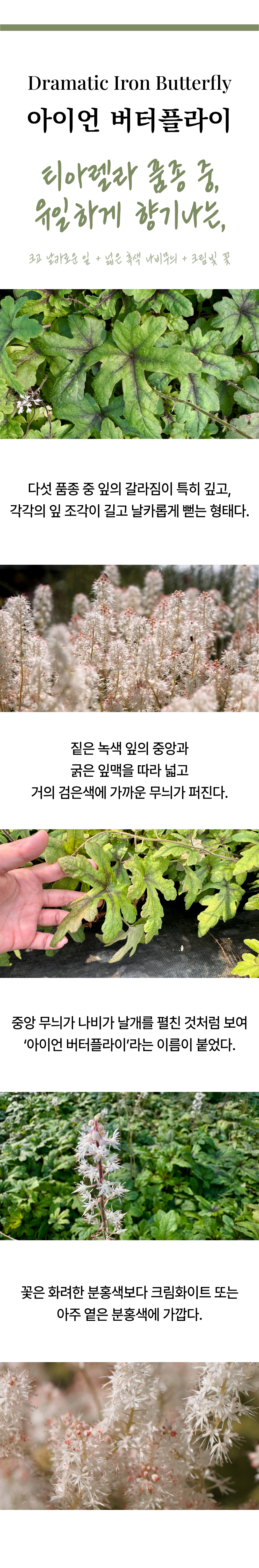 유럽 매화헐떡이풀(티아렐라) 5종