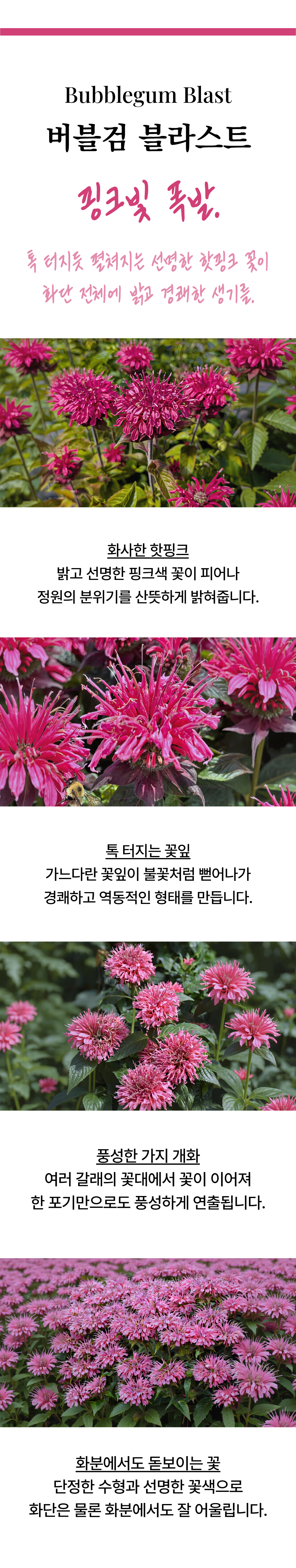 유럽 벨가못 모나르다 3종