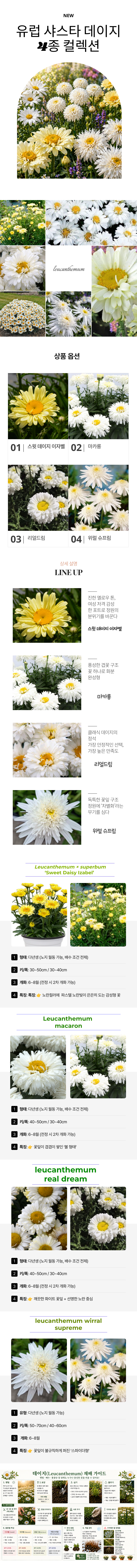 겹샤스타데이지 4종 스윗이자벨 마카롱 리얼드림 위럴슈프림