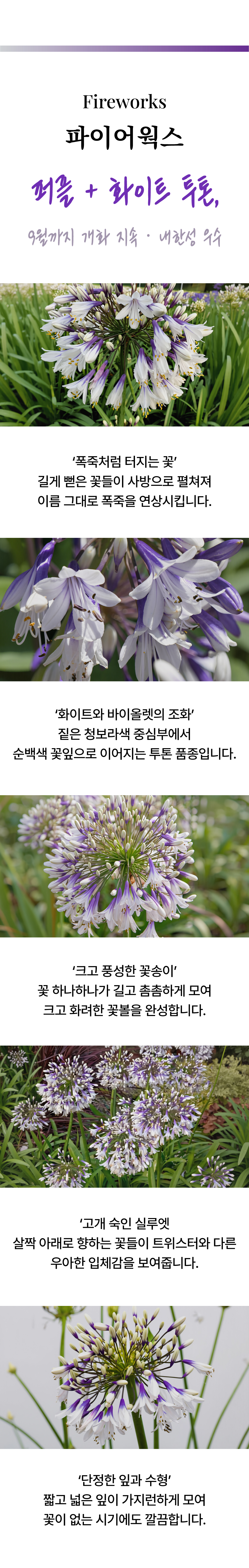 유럽 아가판서스 6종