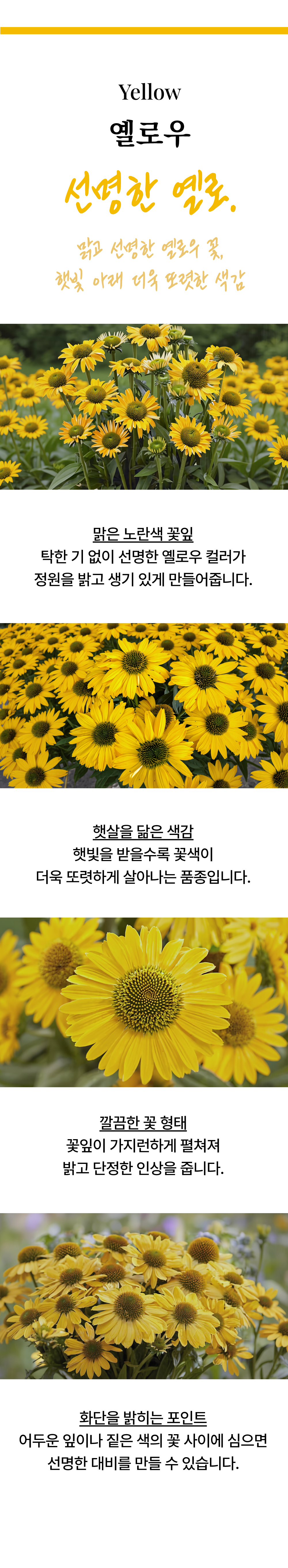 유럽 에키네시아 썬시커 12종