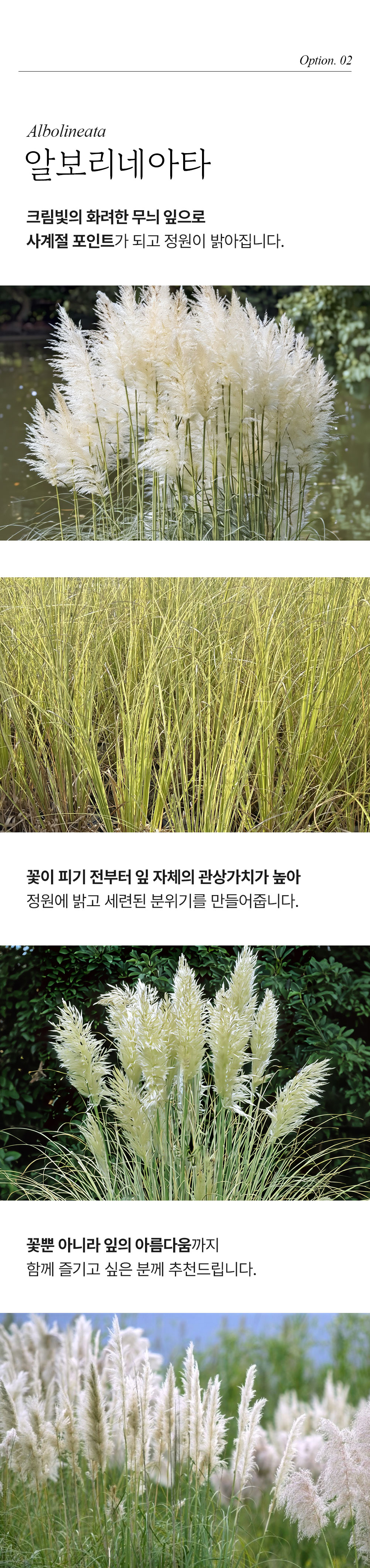 왜성 팜파스 푸밀라(Pumila) / 왜성 무늬 팜파스(Alborineta)