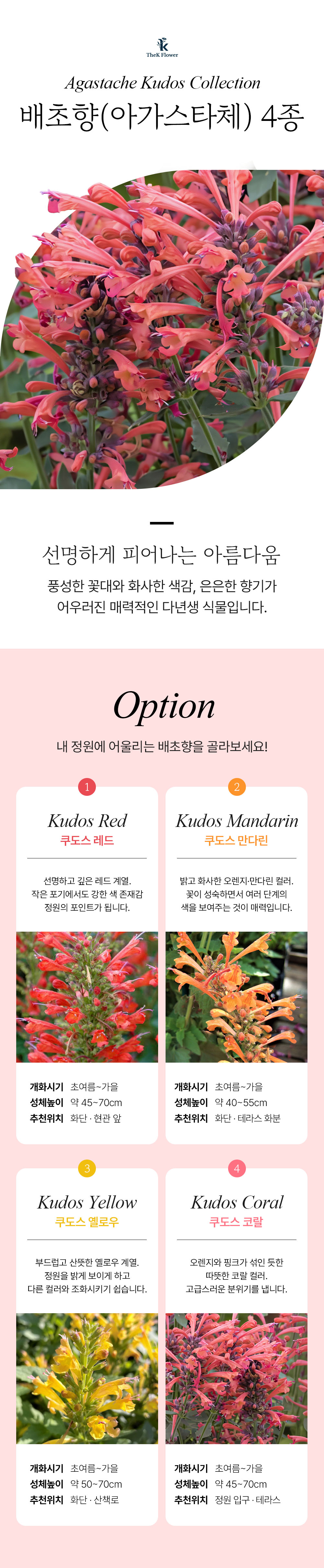 유럽 배초향 4종