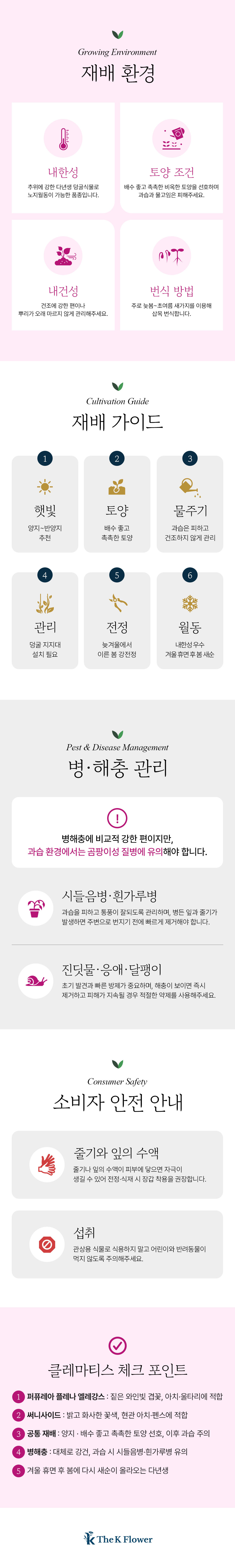 유럽 프리미엄 클레마티스 2종