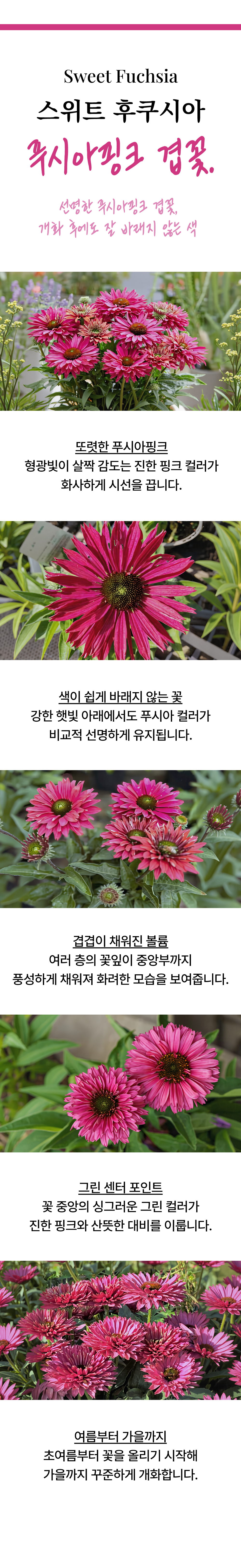 유럽 에키네시아 썬시커 12종