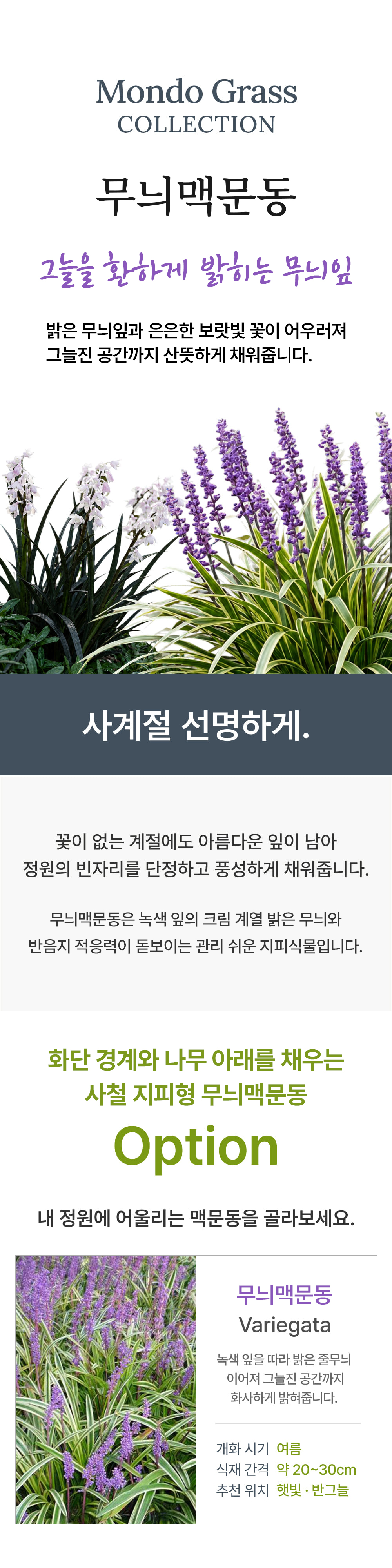 유럽 무늬맥문동