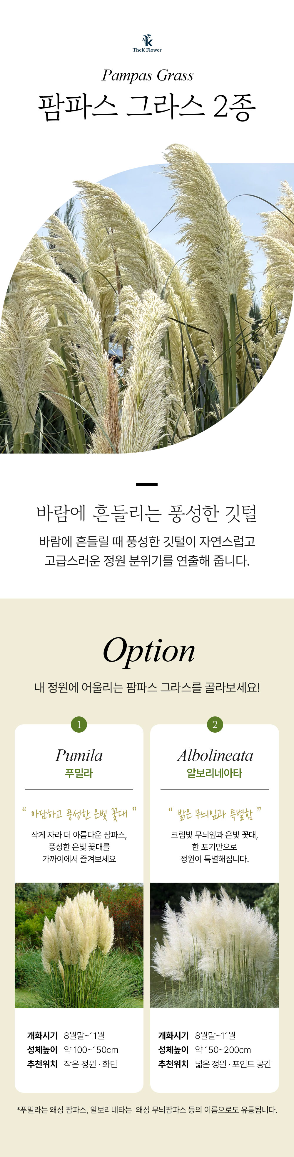 왜성 팜파스 푸밀라(Pumila) / 왜성 무늬 팜파스(Alborineta)