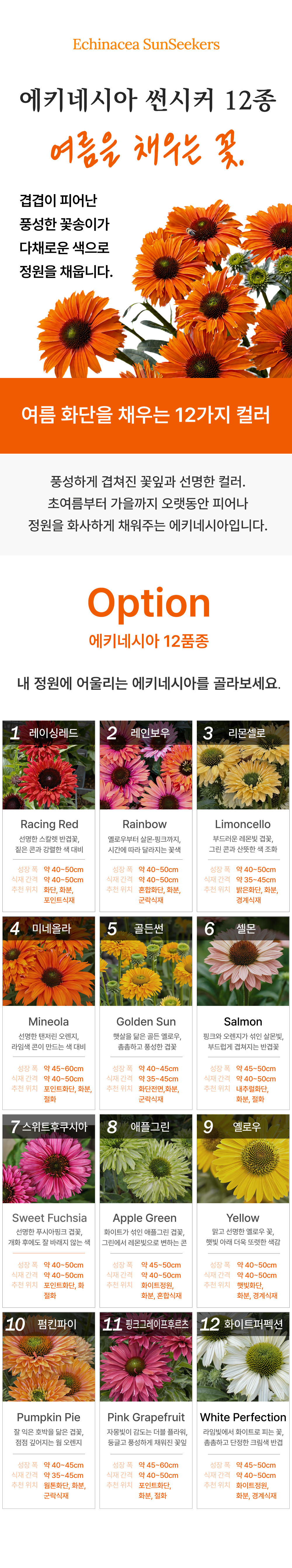 유럽 에키네시아 썬시커 12종