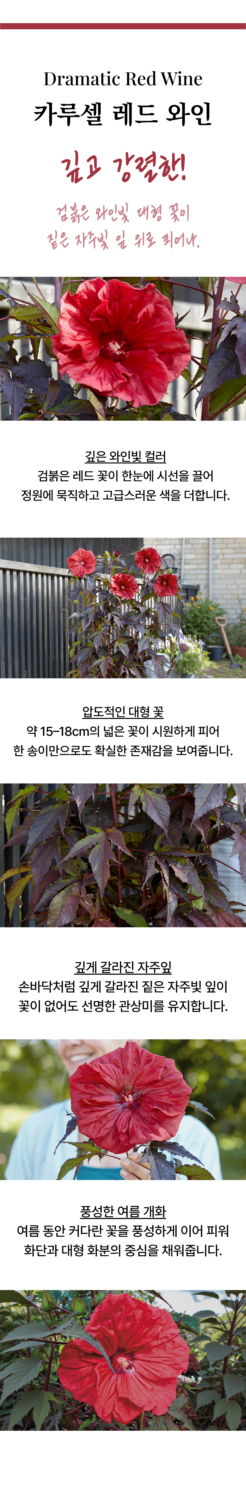유럽 프리미엄 히비스커스 카루셀 3종