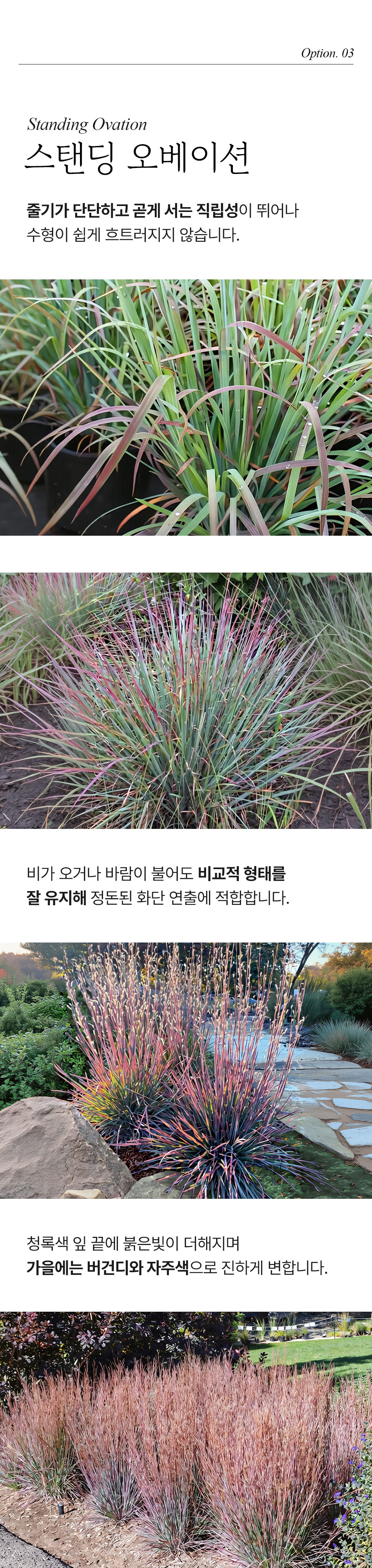 유럽 스키자키리움 3종