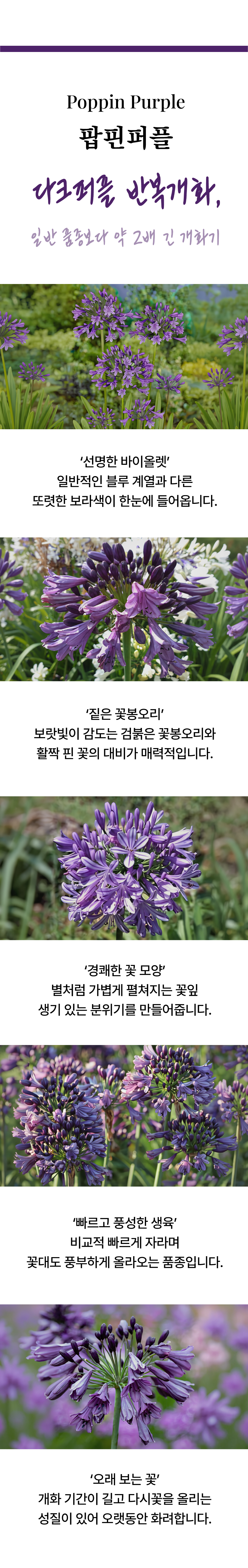 유럽 아가판서스 6종