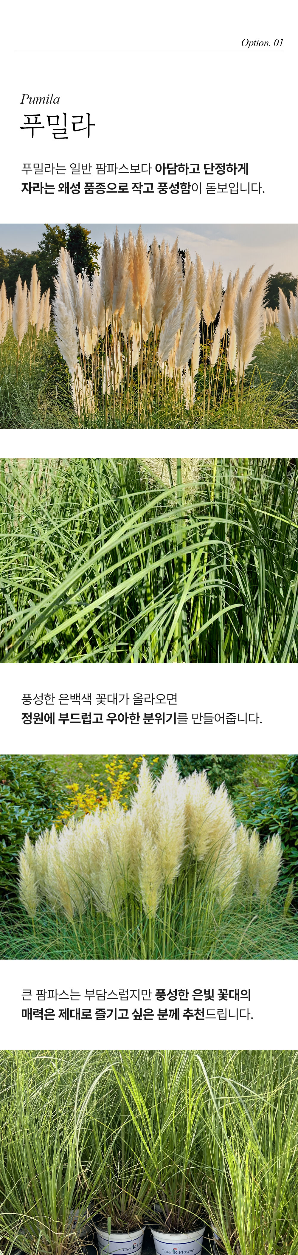 왜성 팜파스 푸밀라(Pumila) / 왜성 무늬 팜파스(Alborineta)