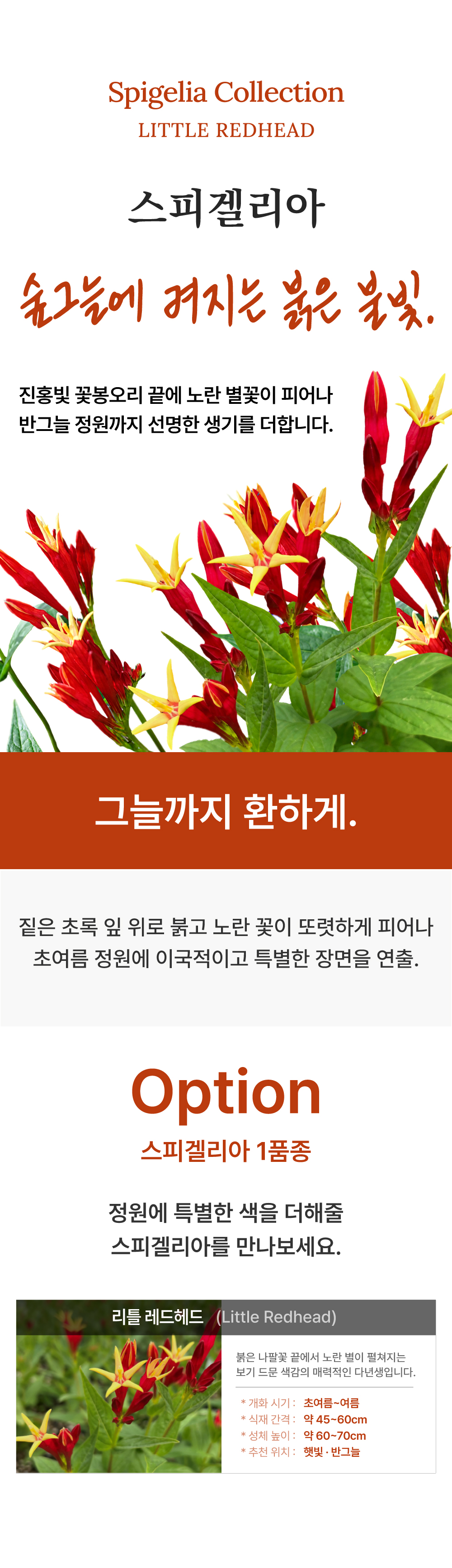 유럽 스피겔리아 1종