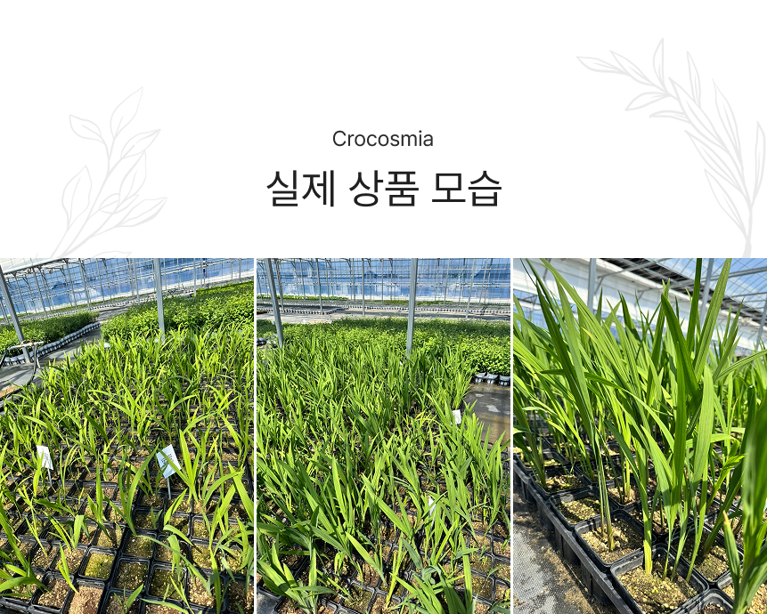 크로커스미아(애기범부채) 조지 데이비슨 헬파이어 (P9 소품)