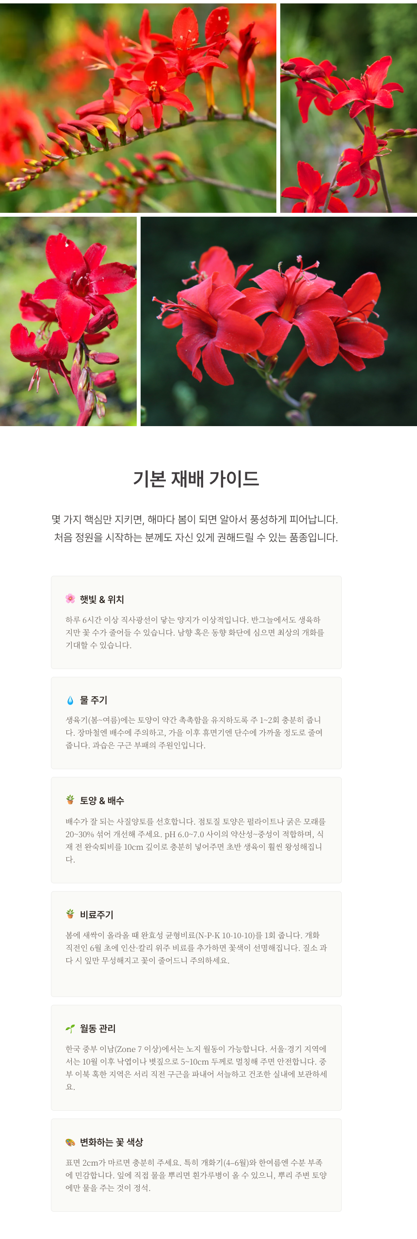 크로커스미아(애기범부채) 조지 데이비슨 헬파이어 (P9 소품)