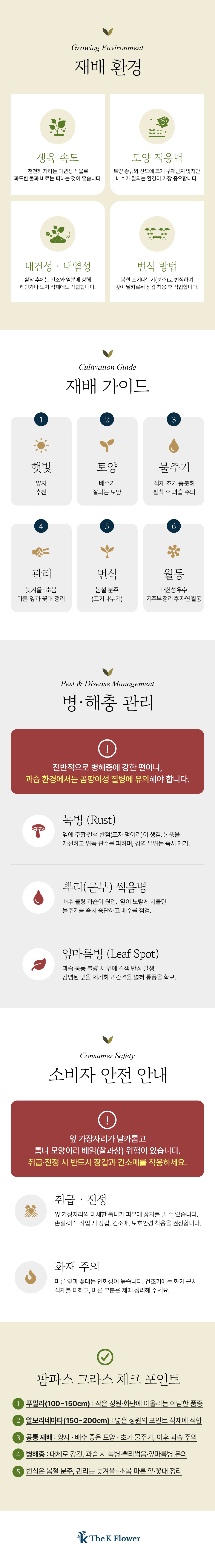 왜성 팜파스 푸밀라(Pumila) / 왜성 무늬 팜파스(Alborineta)