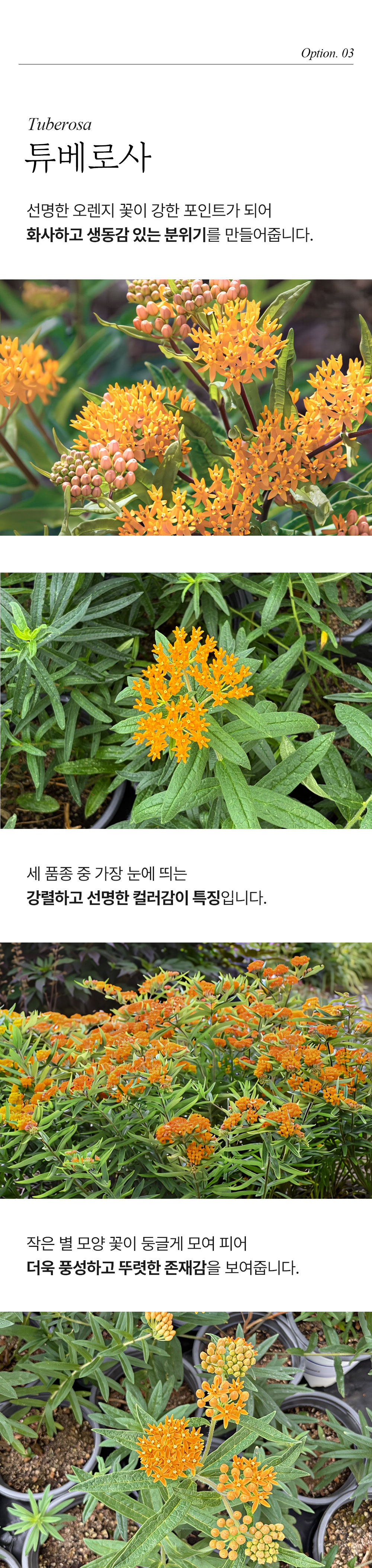 유럽 금관화 3종