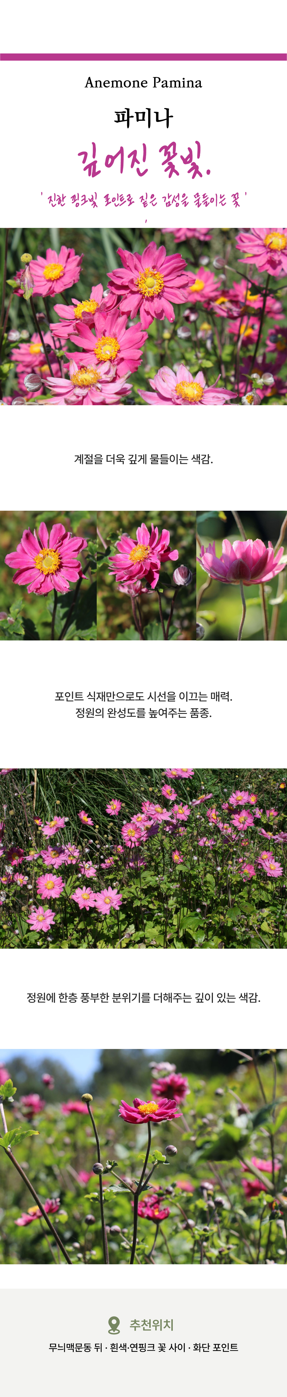 유럽 겹 추명국(아네모네) 6종