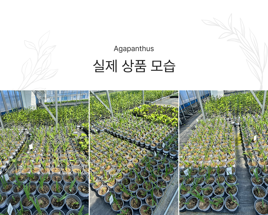 아가판서스(