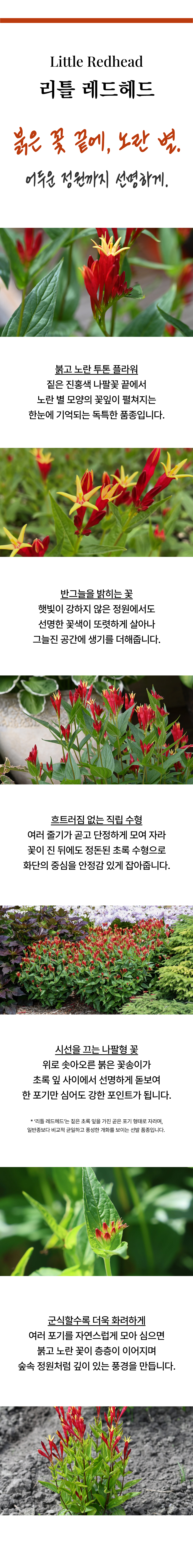 유럽 스피겔리아 1종