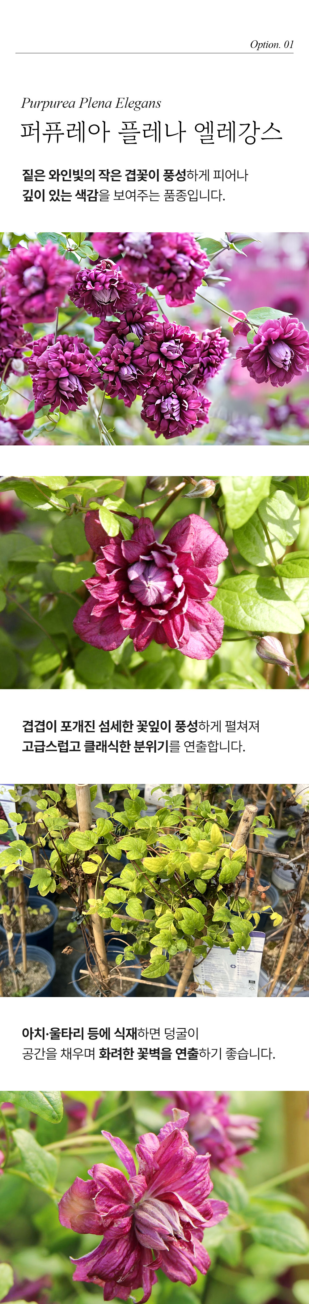 유럽 프리미엄 클레마티스 2종