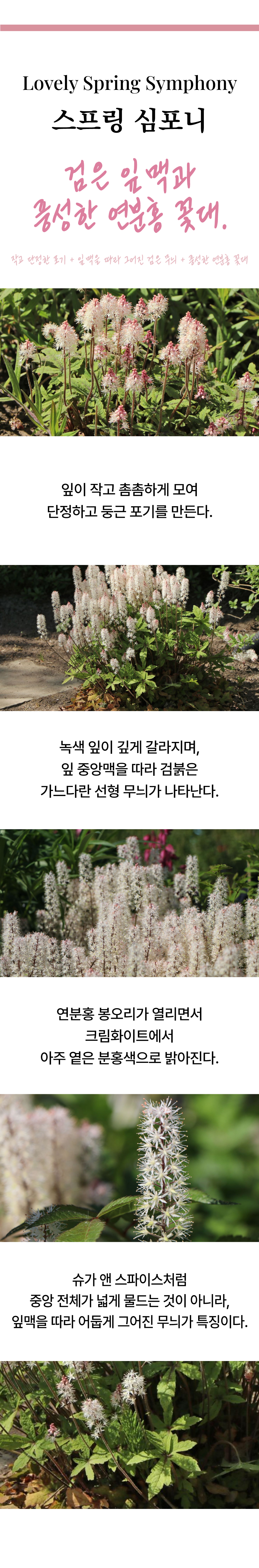 유럽 매화헐떡이풀(티아렐라) 5종