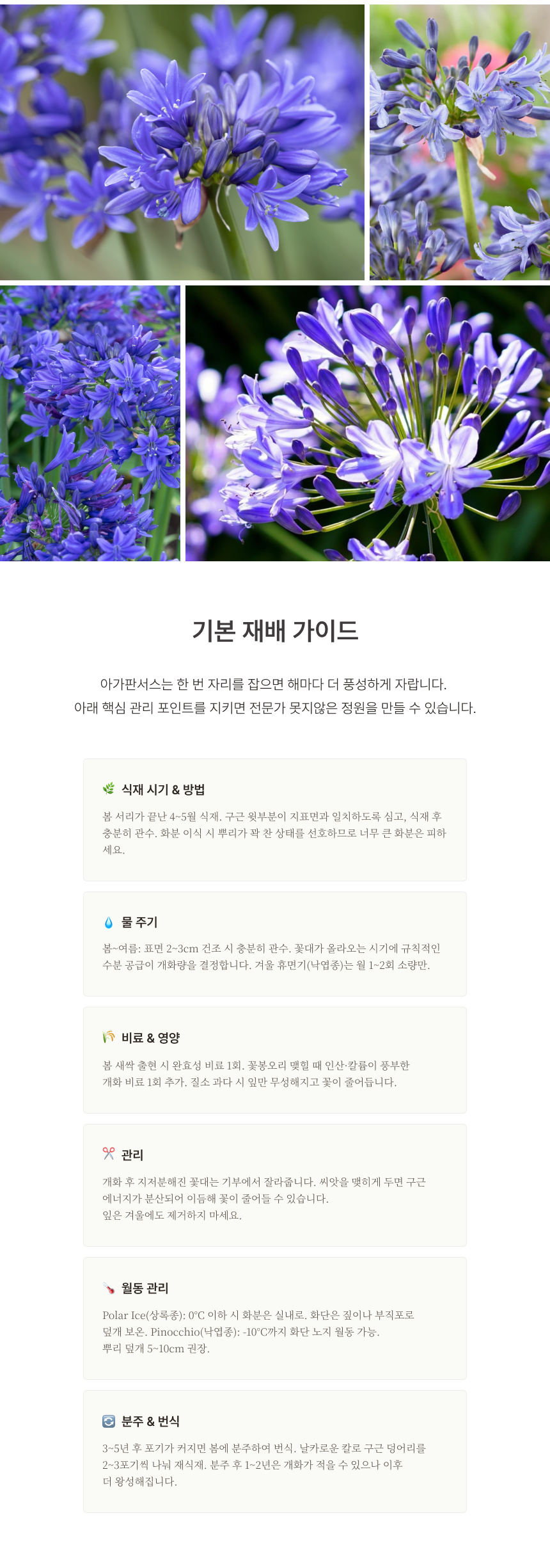 아가판서스(