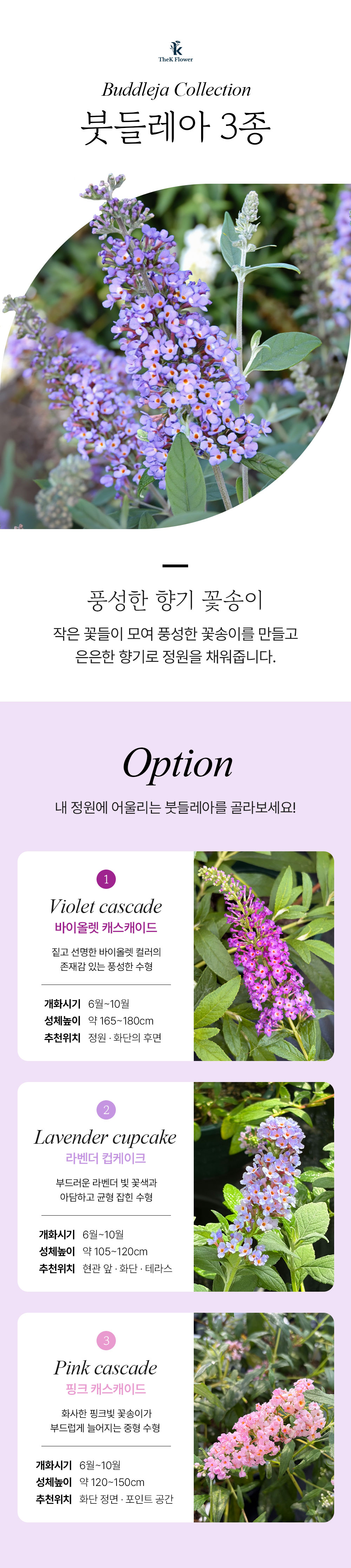 유럽 붓들레아 3종