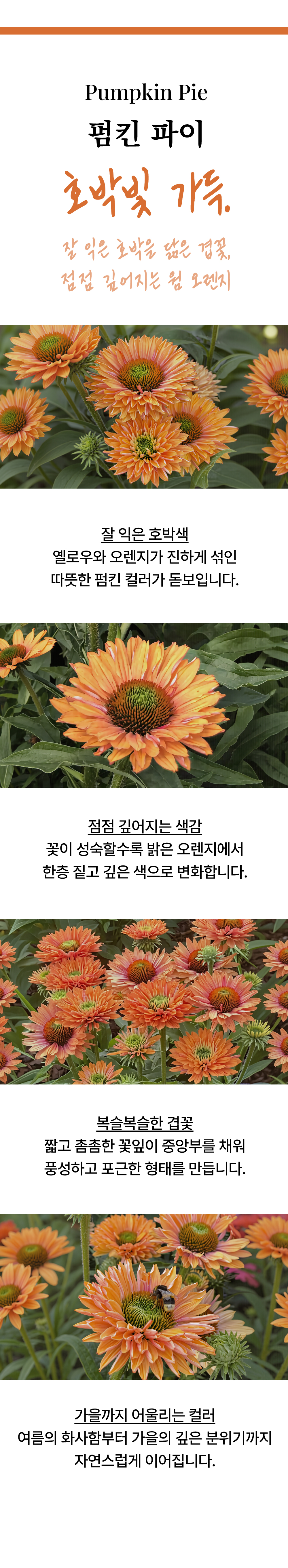 유럽 에키네시아 썬시커 12종