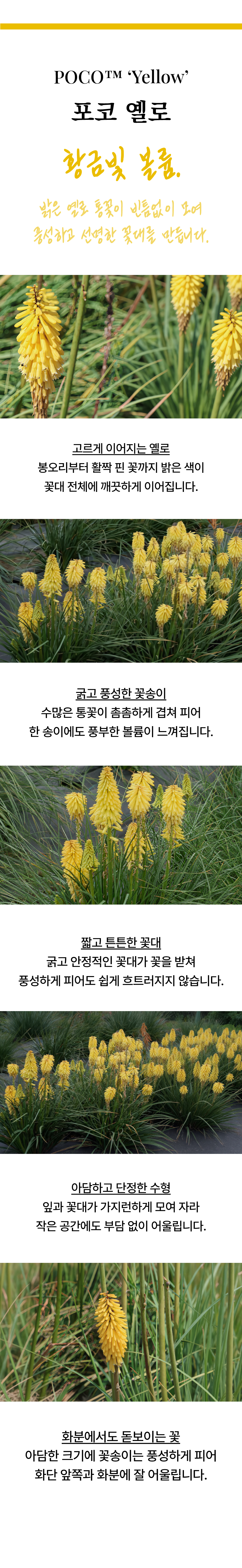 유럽 니포피아 4종