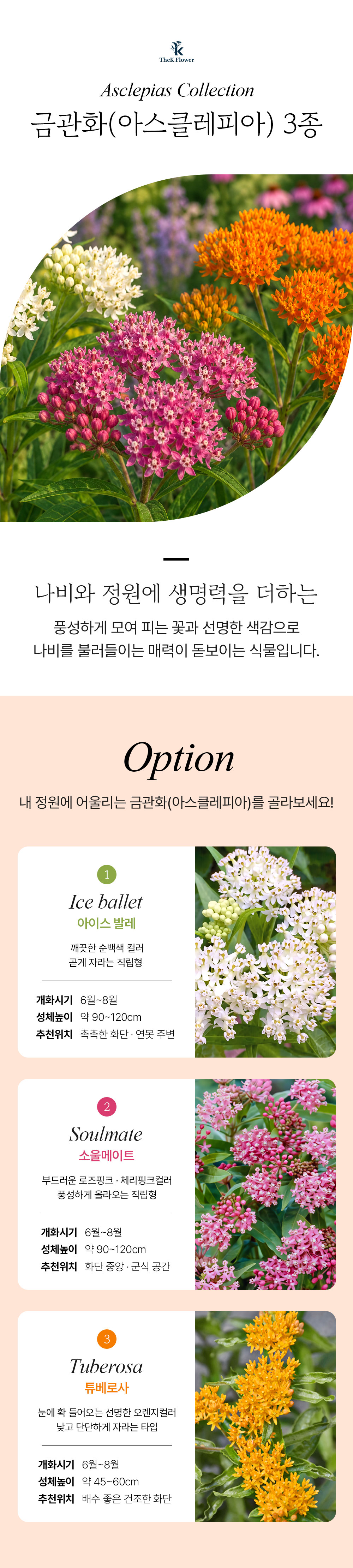 유럽 금관화 3종
