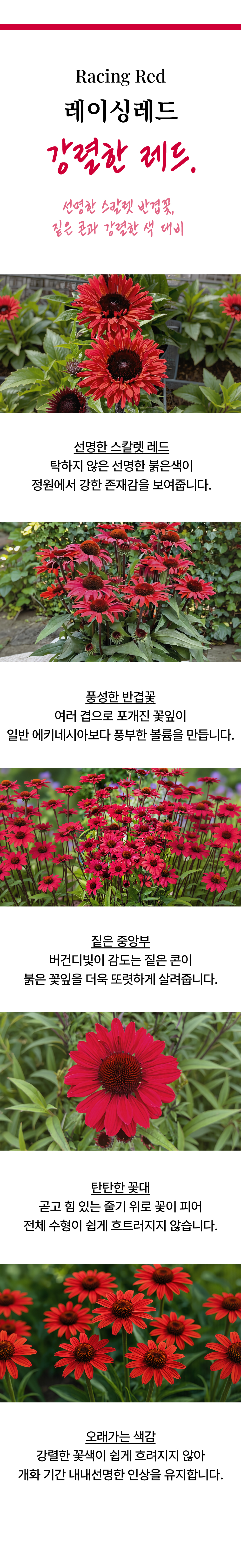 유럽 에키네시아 썬시커 12종