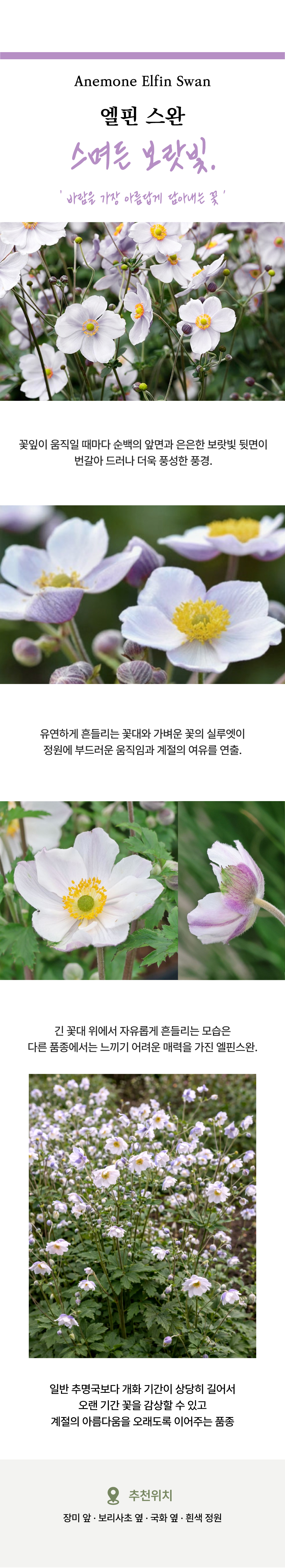 유럽 겹 추명국(아네모네) 6종