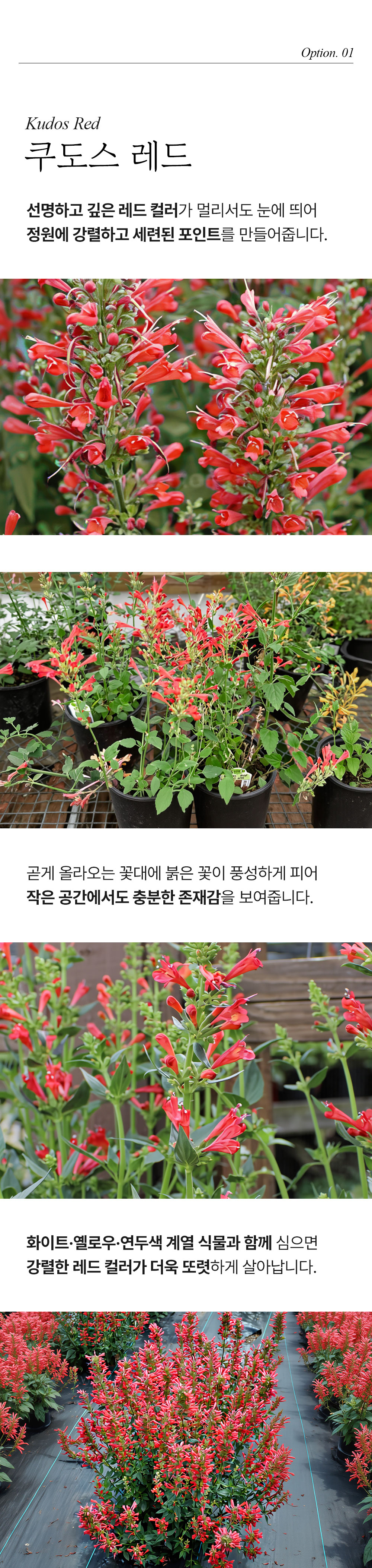 유럽 배초향 4종