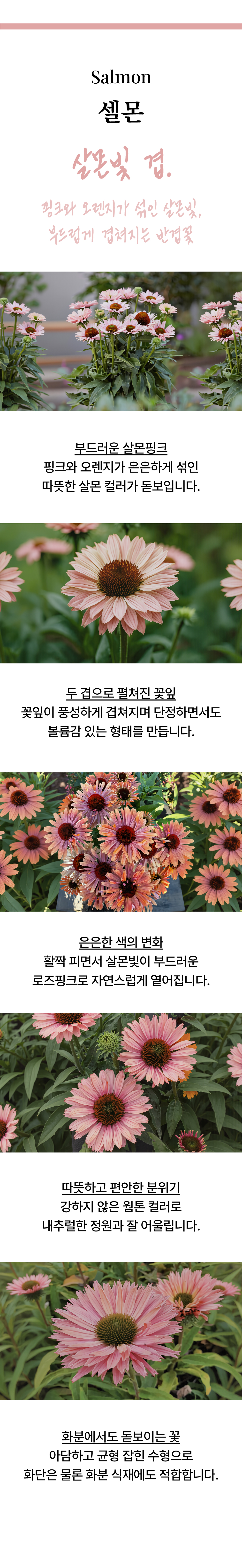 유럽 에키네시아 썬시커 12종