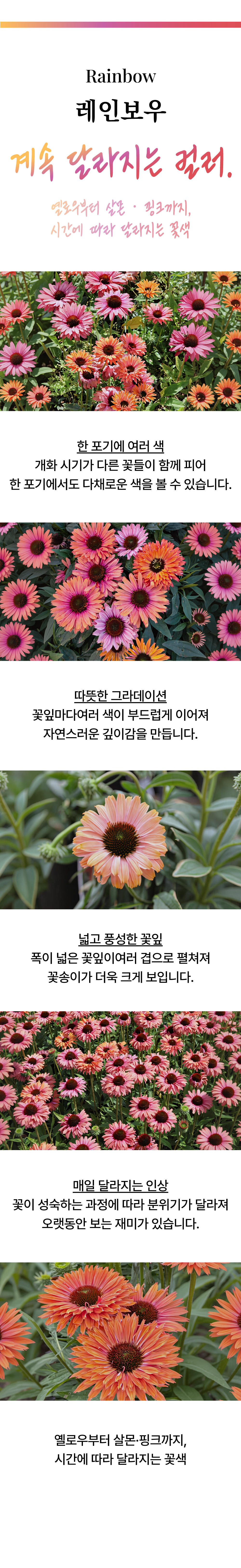 유럽 에키네시아 썬시커 12종