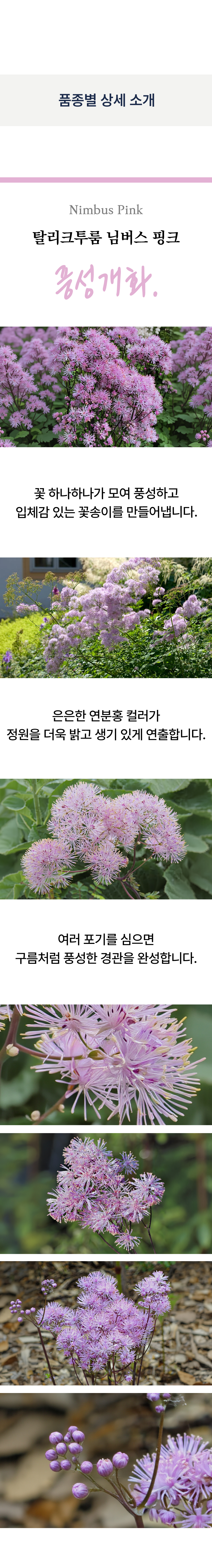 유럽 꿩의 다리 3종