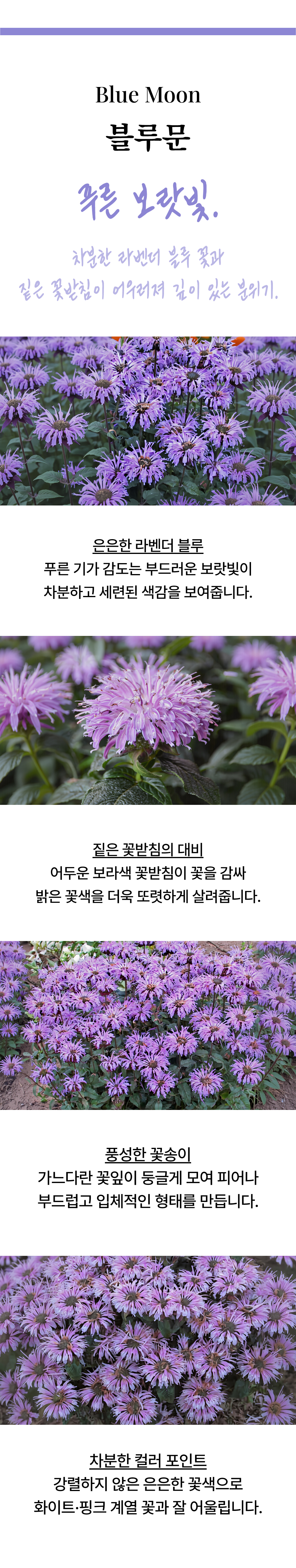 유럽 벨가못 모나르다 3종