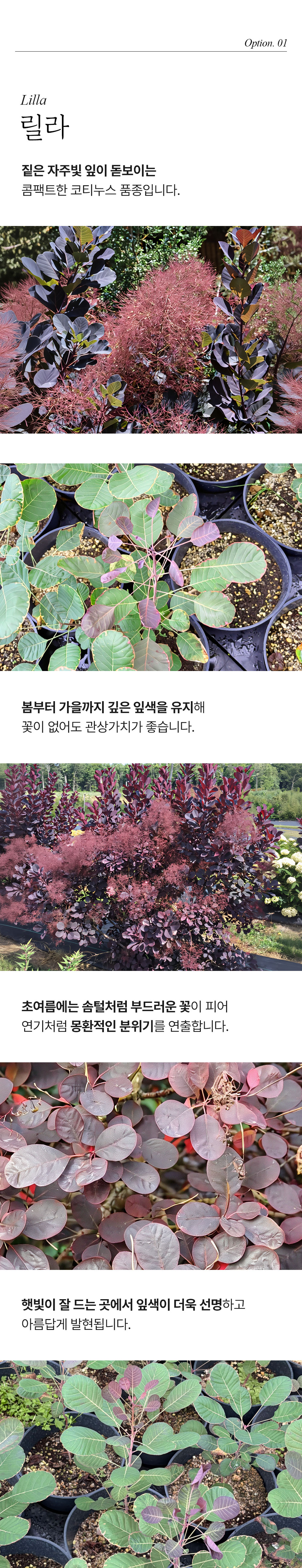 안개나무(코티누스) 2종