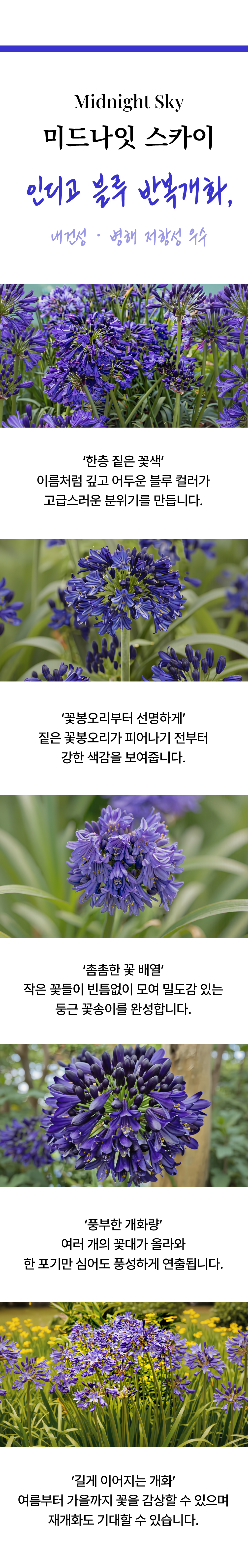 유럽 아가판서스 6종