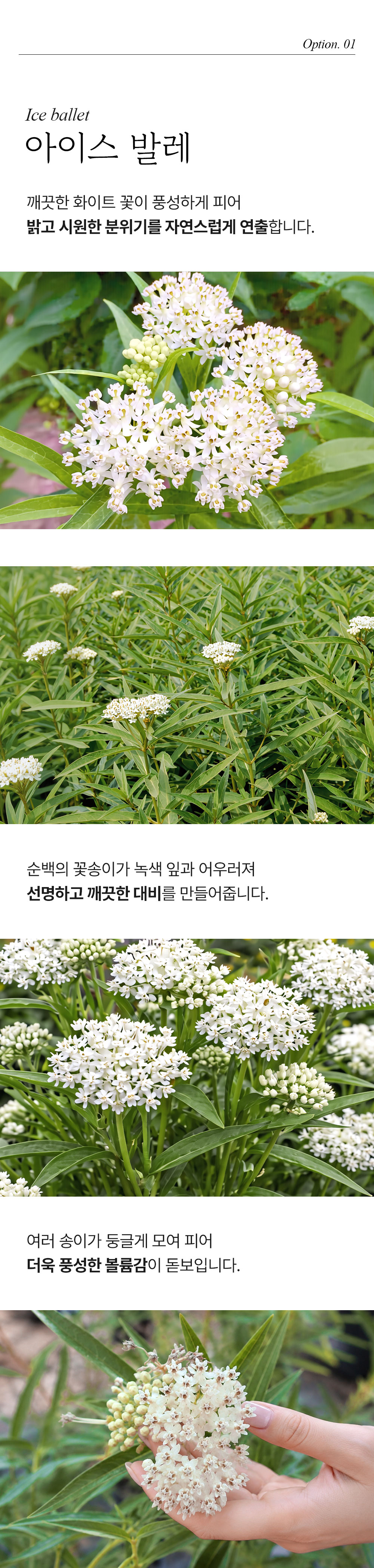 유럽 금관화 3종