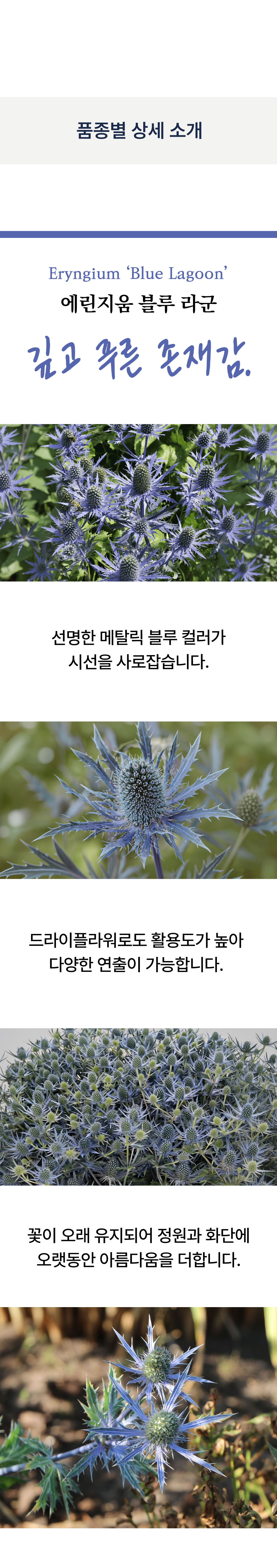 유럽 에린지움 3종