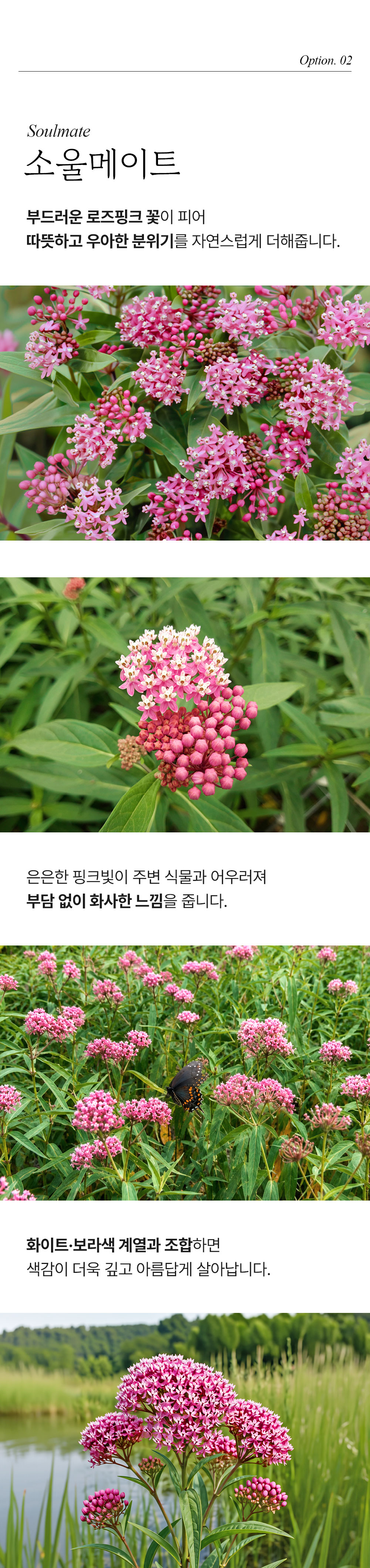 유럽 금관화 3종