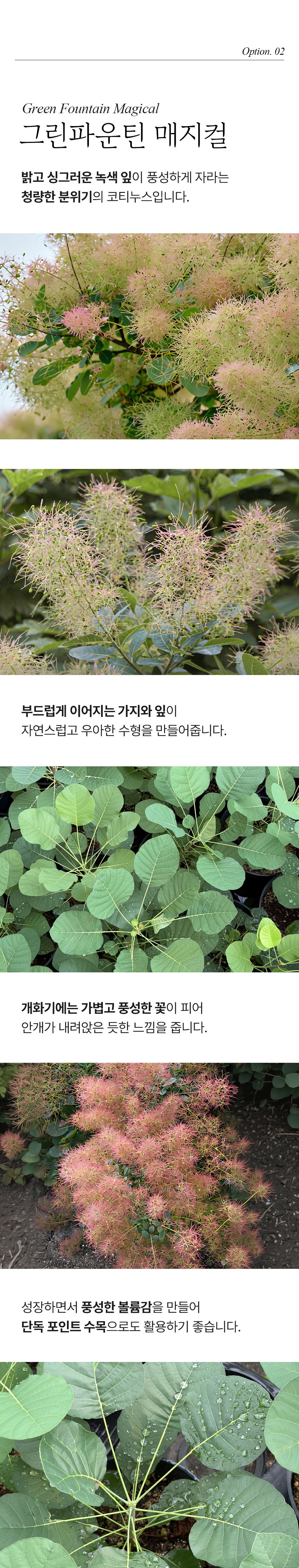 안개나무(코티누스) 2종