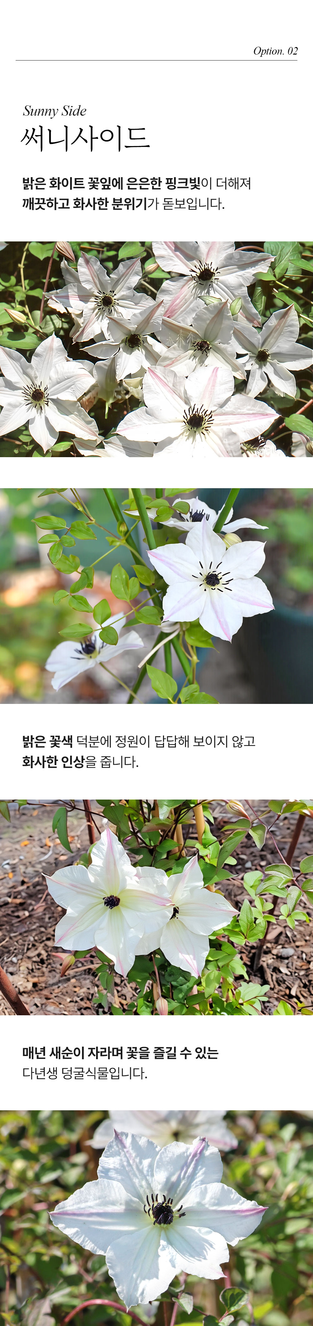 유럽 프리미엄 클레마티스 2종