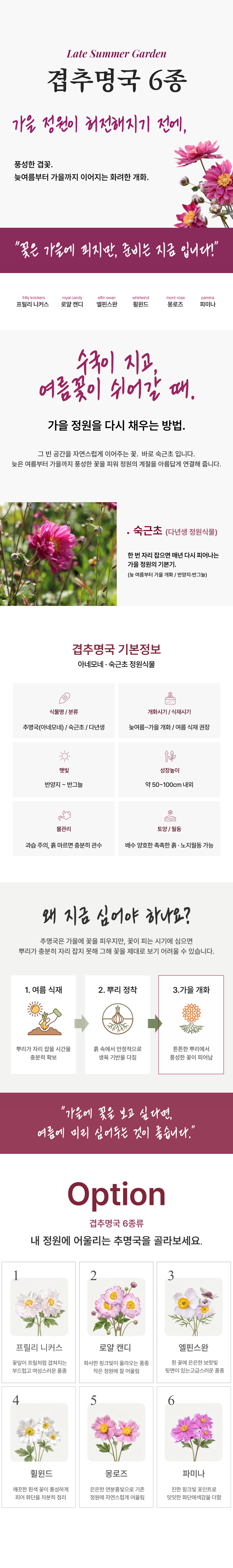 유럽 겹 추명국(아네모네) 6종