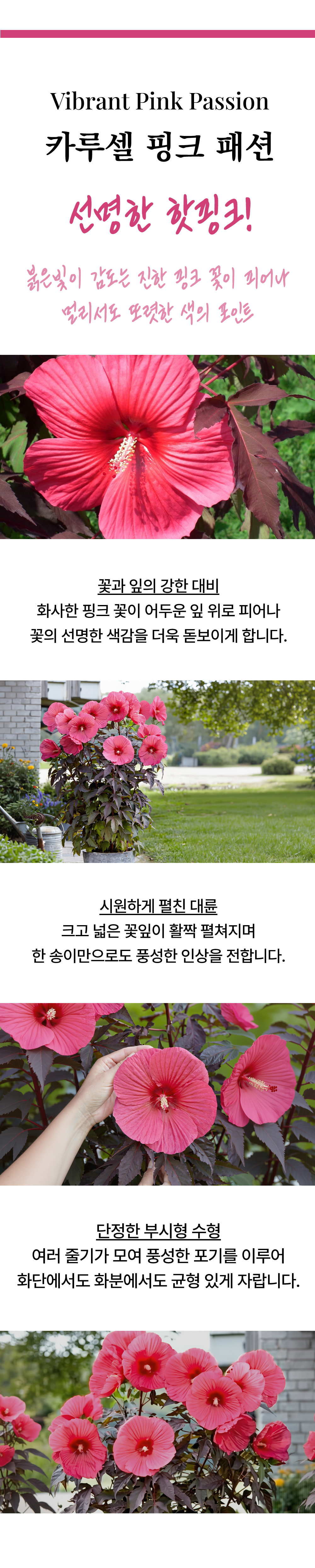 유럽 프리미엄 히비스커스 카루셀 3종