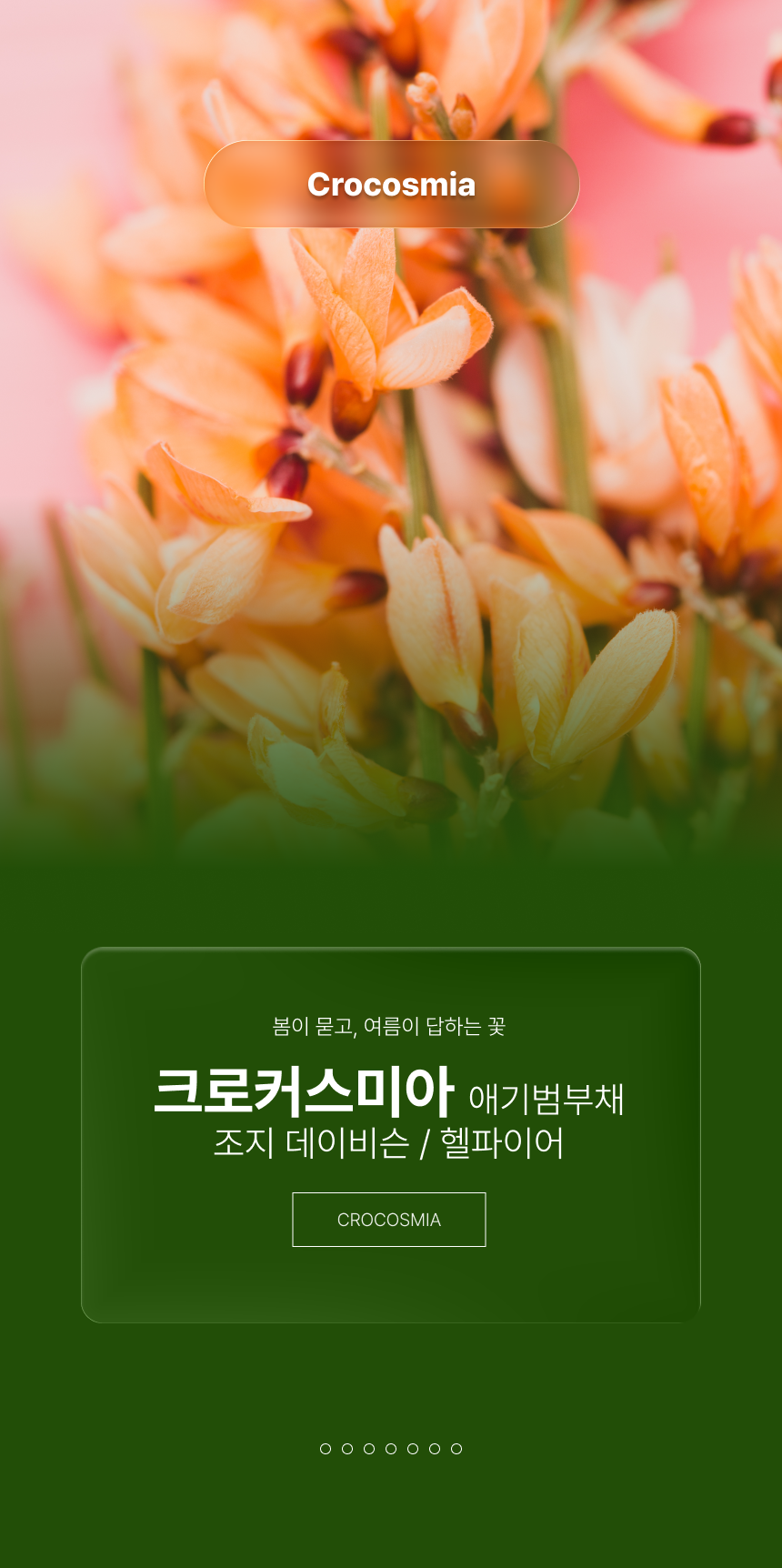 크로커스미아(애기범부채) 조지 데이비슨 헬파이어 (P9 소품)